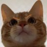 Profilbild von 망고