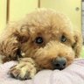 すみっち❥愛感謝☾⋆🌺 的头像