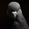 serah profil fotoğrafı