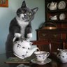 Dinas Pencatatan Kucing's profile picture