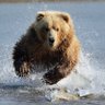 The MamaBear 的头像