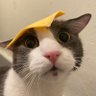 catto profil fotoğrafı