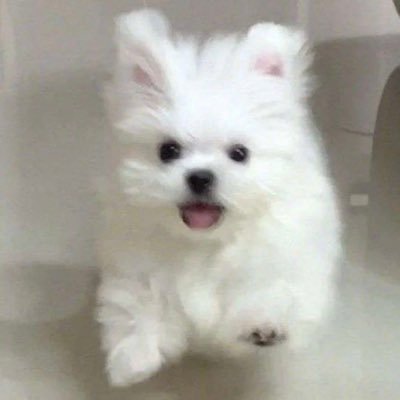 baby1ittlepuppy's profile picture