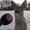 Profilbild von cooked