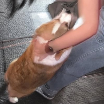 i’m so fluffy พชรฐากูร 🐶🐯🐾🏳️🌈's profile picture