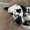Egregie's profile picture