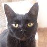Lazy Cat's profile picture