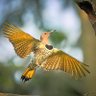 Фото профиля YellowHammer