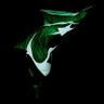 Profilbild von حسنین ارسلان