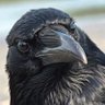 Mr. Krähe profil fotoğrafı