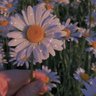 Фото профиля AllieBug