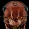 Фото профиля Just An Ant
