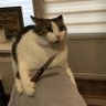 NorthStarCat's profile picture
