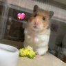 Фото профиля ちくわとムースの飼い主🐹🌷