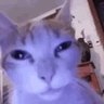 Фото профиля pablo cat vitara