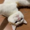 nissa profil fotoğrafı