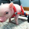 Chris P Bacon profil fotoğrafı