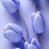 Фото профиля yasser