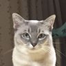 碧瑪瑙's profile picture