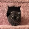 brt1905's profile picture