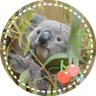 🐨シェリー🥞☕'s profile picture