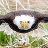 Gray 🇺🇲 profil fotoğrafı
