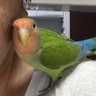 迷子のコザクラインコくぅちゃん profil fotoğrafı