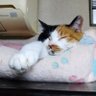 ちょび 的头像