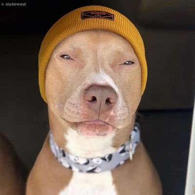 MrSmegOfficial's profile picture