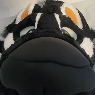 Tilly's profile picture