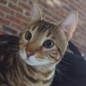 Profilbild von Archie