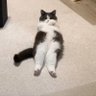 inu profil fotoğrafı
