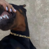 Daryqueen profil fotoğrafı