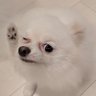 みーちゃんのパパ profil fotoğrafı