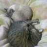 ã¹ãã®ãDurandal profil fotoÄrafı