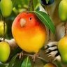 mangobird profil fotoğrafı