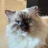 Profilbild von Mimmy Bapao Tausa