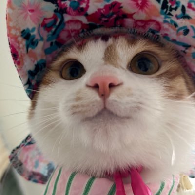 째앙금's profile picture