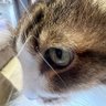 Profilbild von そらゆめにゃん