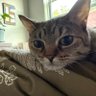 Weston profil fotoğrafı