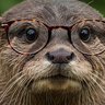Фото профиля A Wise Otter 🏴