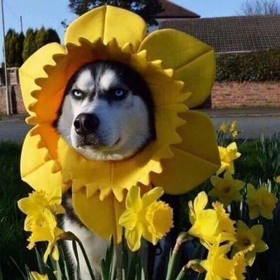 lkiy2253741's profile picture