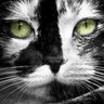 Profilbild von M