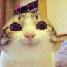 Cat_goms's profile picture