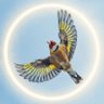 Checkered Goldfinch 的头像
