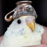 Profilbild von Birb Guy