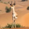 وضحى،، profil fotoğrafı
