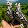 edi ile büdü profil fotoğrafı
