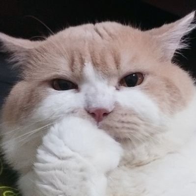 Mocca & M Family 🐱's profile picture