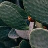 Profilbild von Bob
